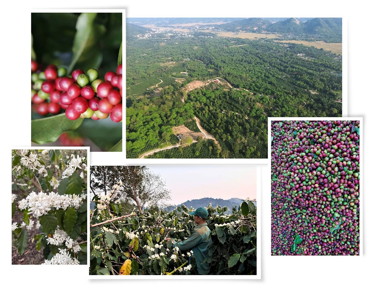 Muong Ang is one of the localities with the largest coffee growing area in Dien Bien province.